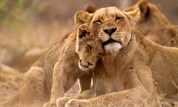 Africa - Lioness